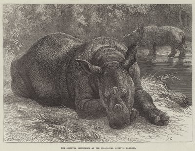Sumatra-næsehornet ved Zoologisk Selskabs haver af Johann Baptist Zwecker